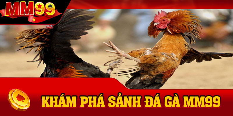Khám phá sảnh Đá Gà MM99